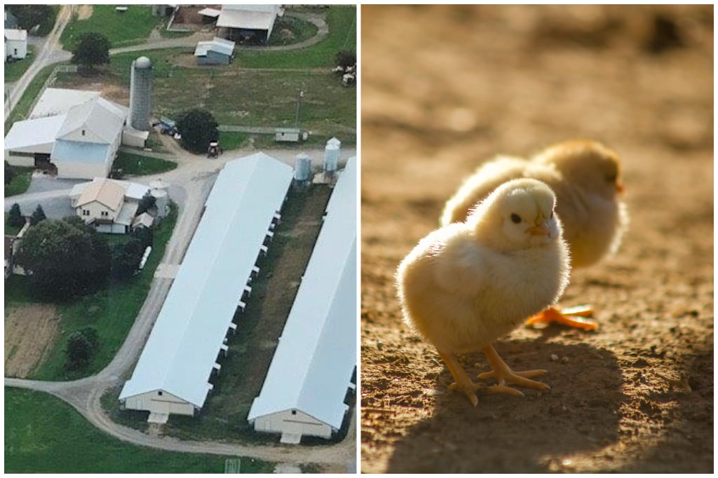 JZ Farm