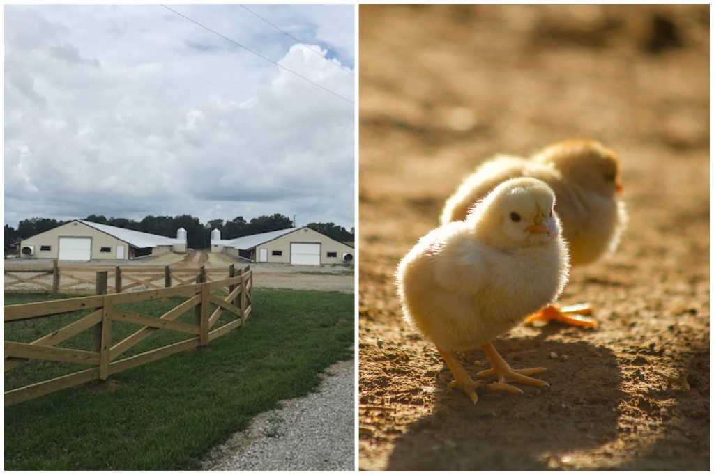 Shady Brook Farm