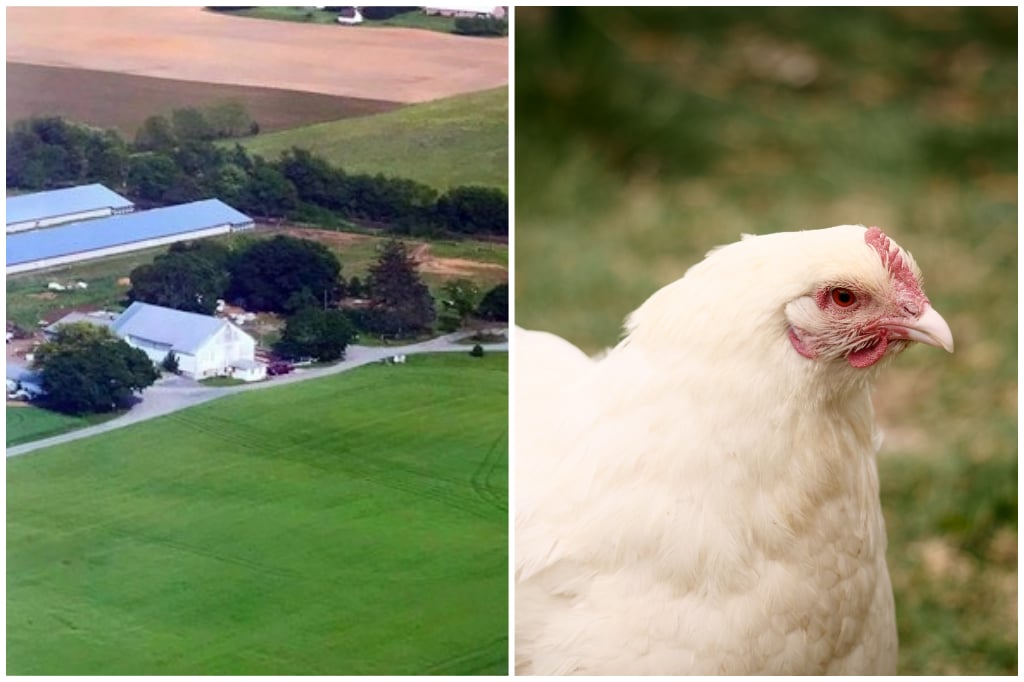 D&D Farm
