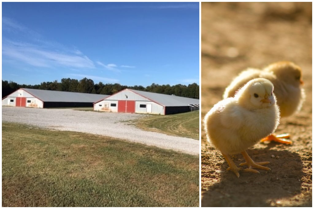 Guffie Farm