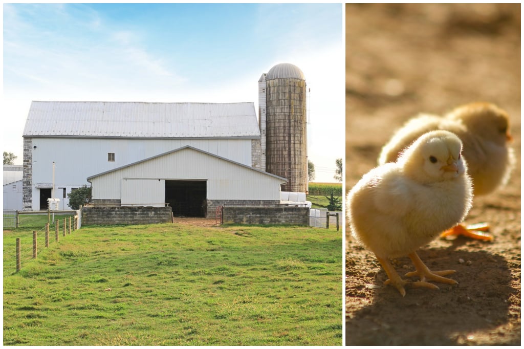 Lost Creek Farm