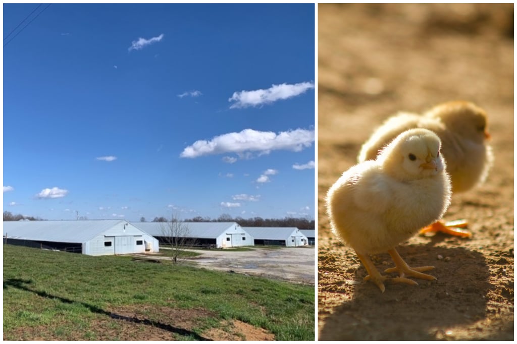 Fishburn Farm