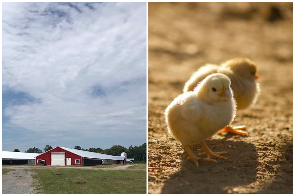 E and M Poultry