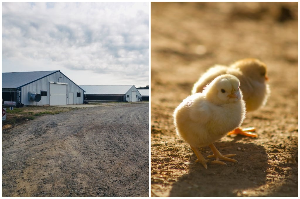 Triple S Poultry Farm