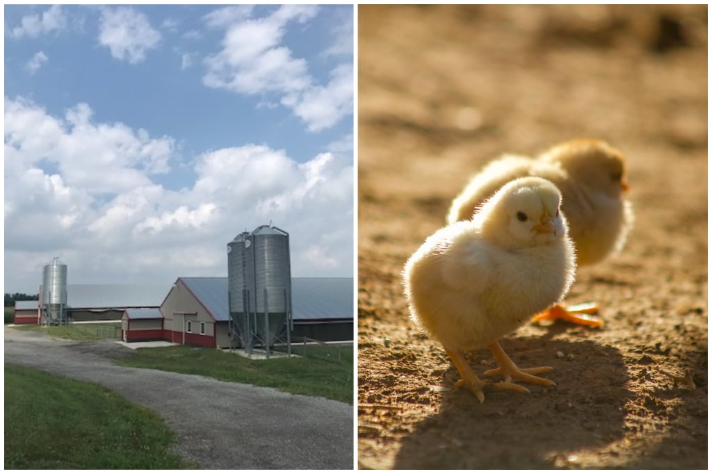 Spring Valley Farm