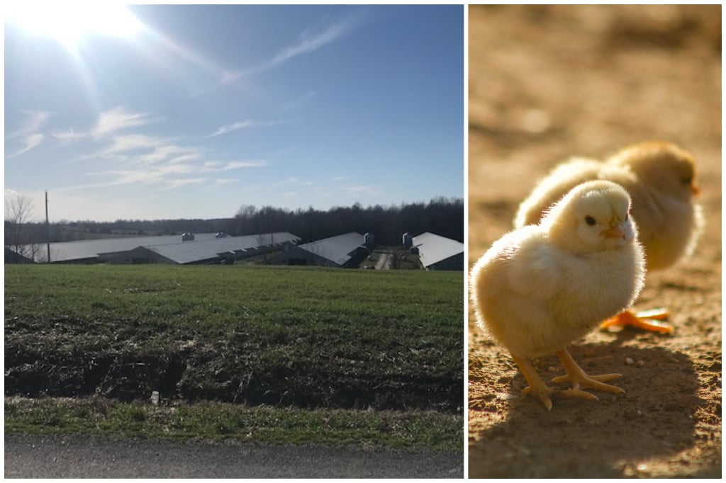 Shirley Burden Farm