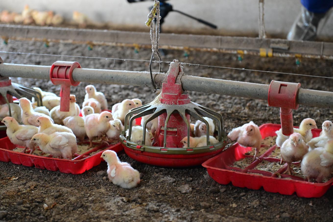 Chicken