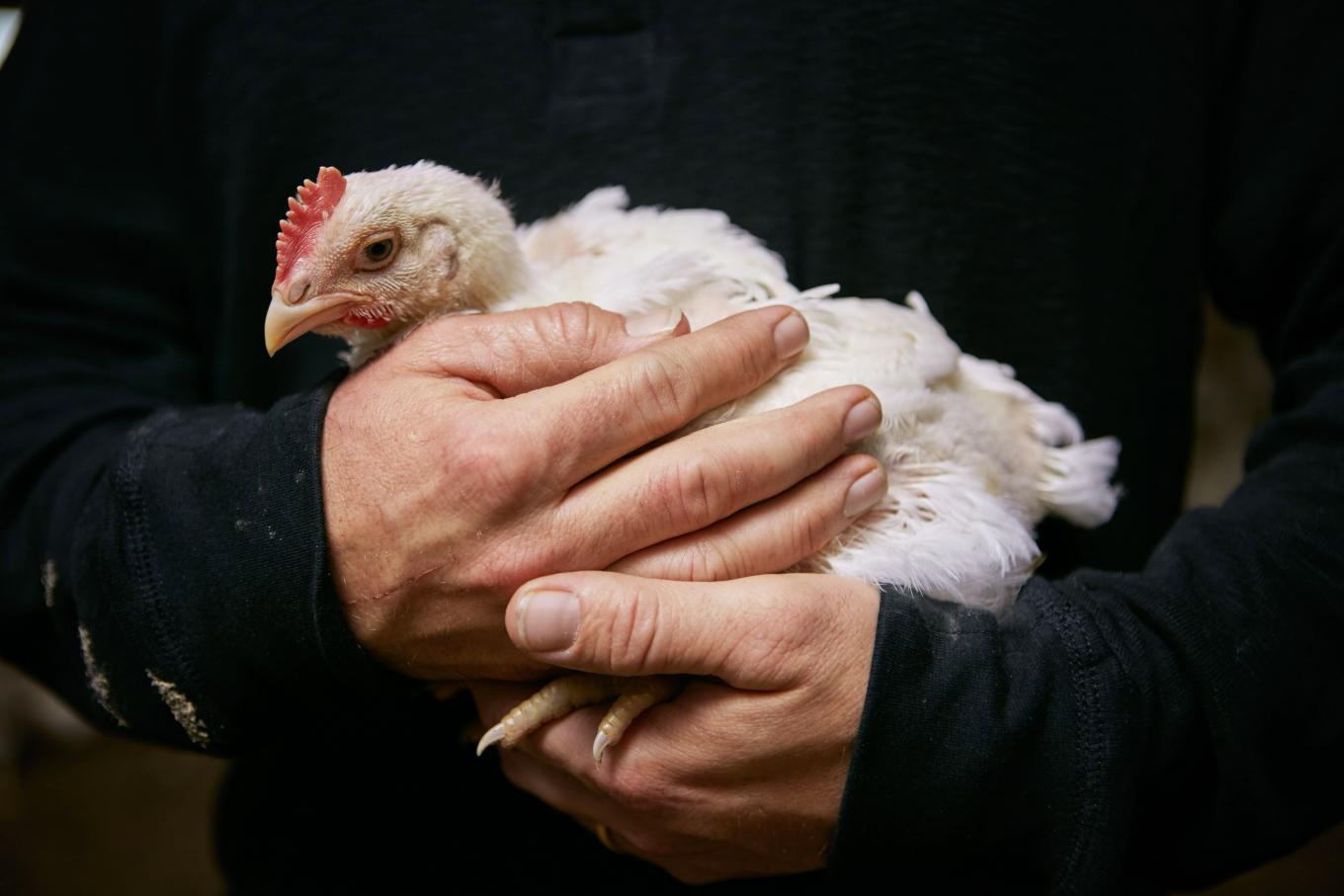 person holding chicken