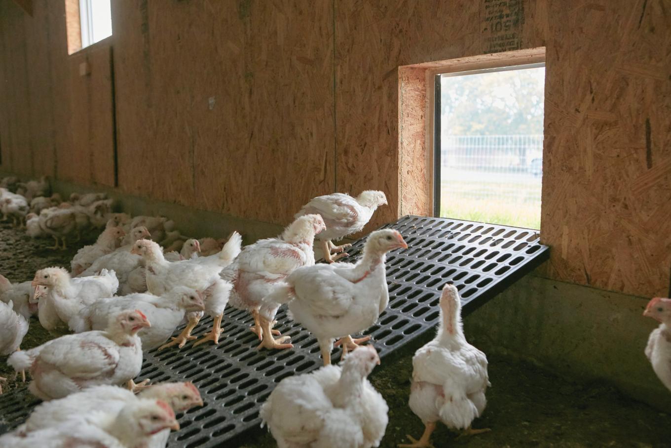 chickens on ramp, free range